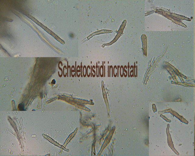 Escursione in cipresseta - 2